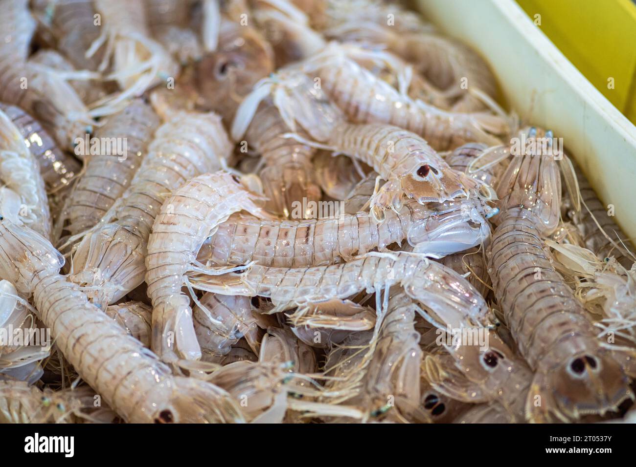 Squilla mantis, species of mantis shrimp found in shallow coastal areas of the Mediterranean Sea and the Eastern Atlantic Ocean: cicala or pacchero Stock Photo