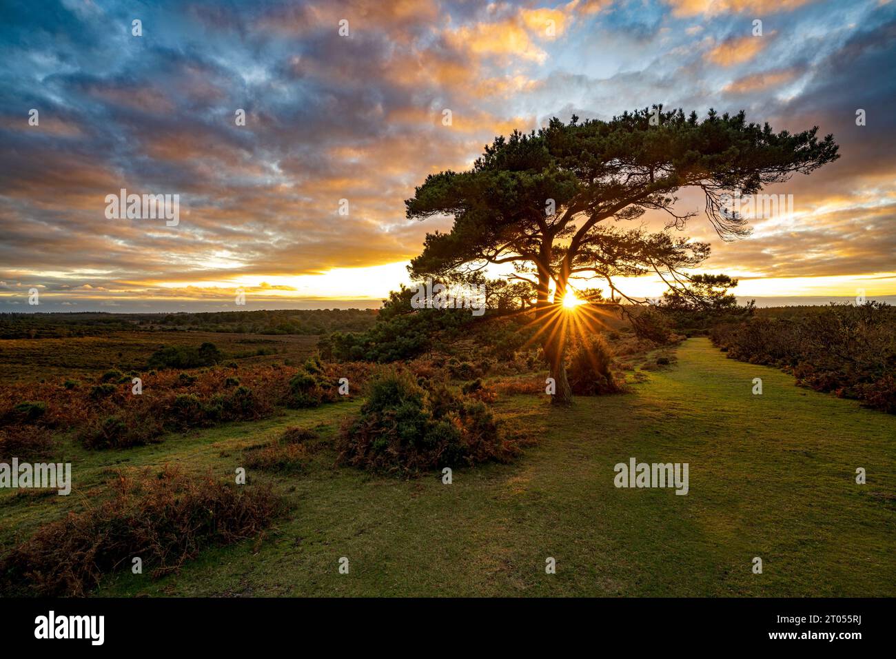 Sunset over a lone pine tree at Bratley View during autumn in the New Forest National Park in Hampshire, England, Uk Stock Photo