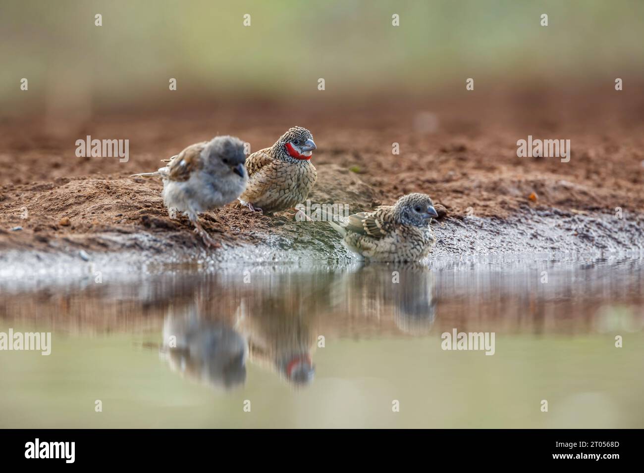 Cut throat finch couple bathing in waterhole in Kruger National park, South Africa ; Specie Amadina fasciata family of Estrildidae Stock Photo