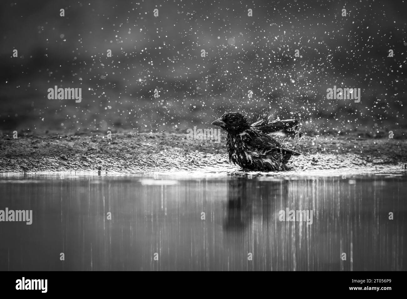 Red billed Buffalo Weaver bathing in waterhole in Kruger National park