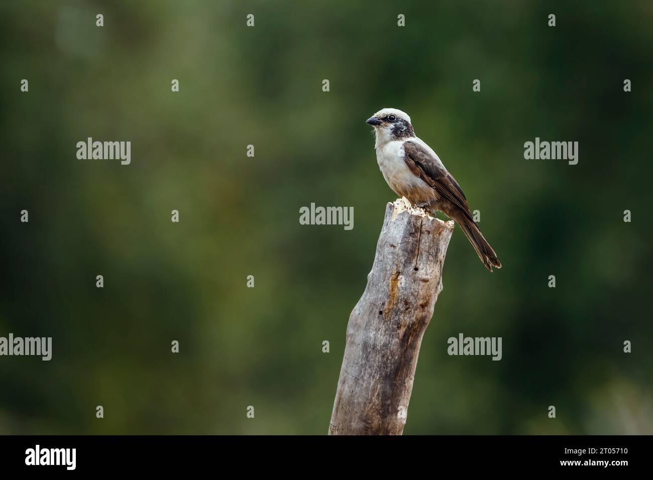 White crowned Shrike standing on a log isolated in natural background in Kruger National park, South Africa ; Specie Eurocephalus anguitimens family o Stock Photo