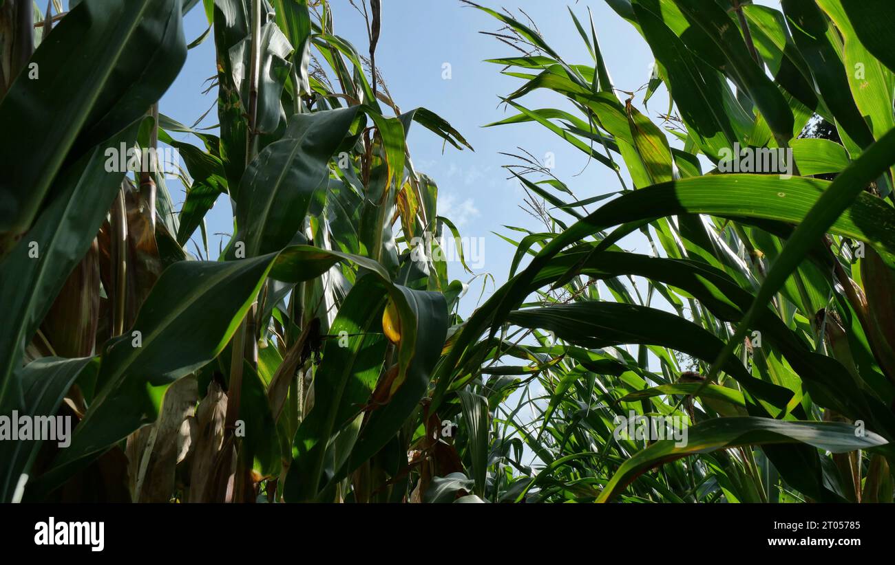The cornfield is nearing harvest. On the island of Rügen, a significant amount of corn is cultivated for energy production and biogas generation. Stock Photo