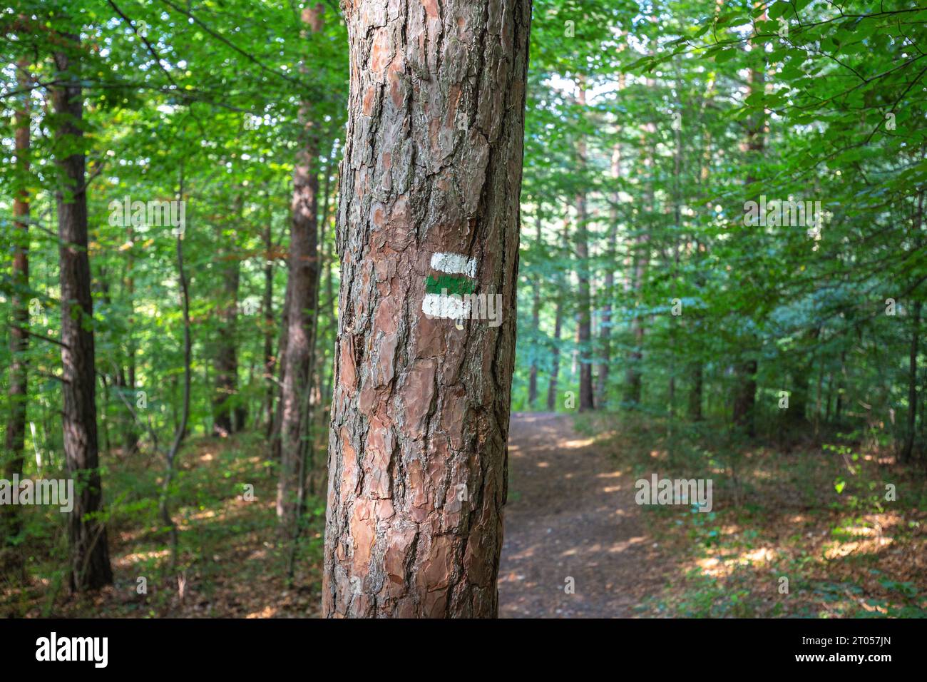 Tourist trail sign on a tree in the forest Stock Photo - Alamy