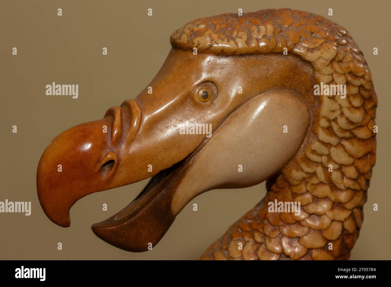 Extinct Dodo bird reconstruction Stock Photo