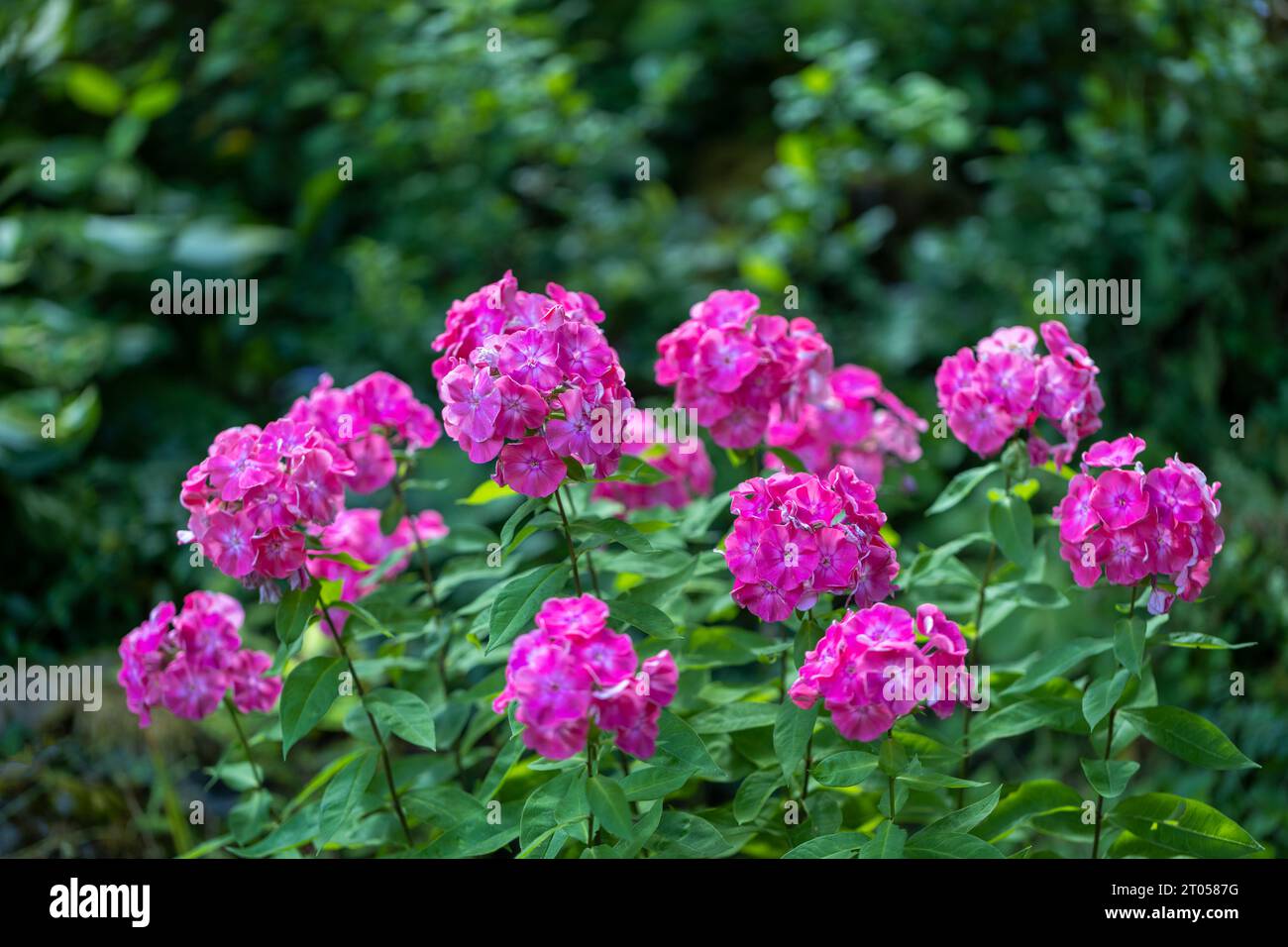 Phlox paniculata (garden phlox), a blooming flower. Stock Photo