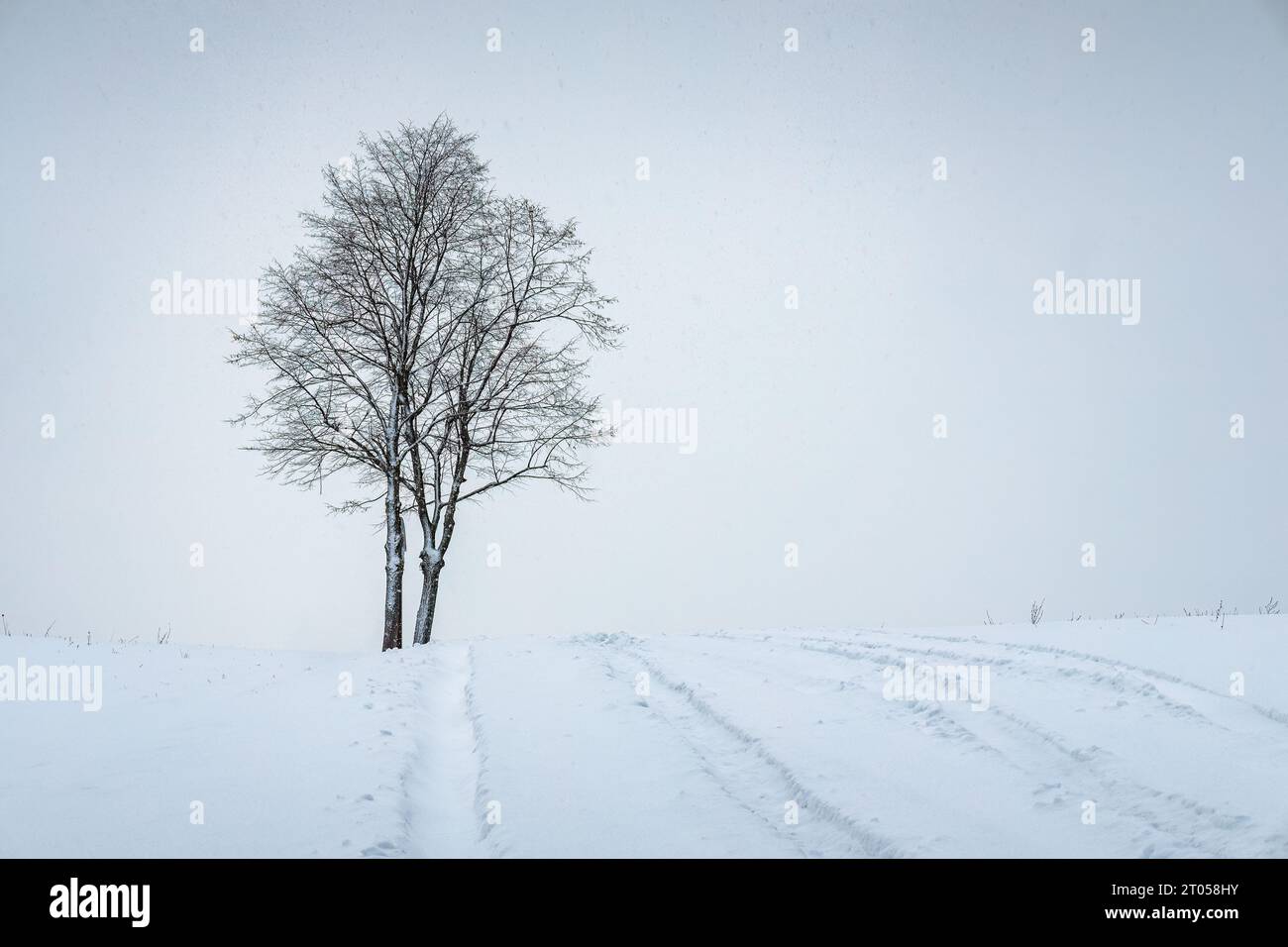 Lonely tree in a frozen landscape hi-res stock photography and images ...