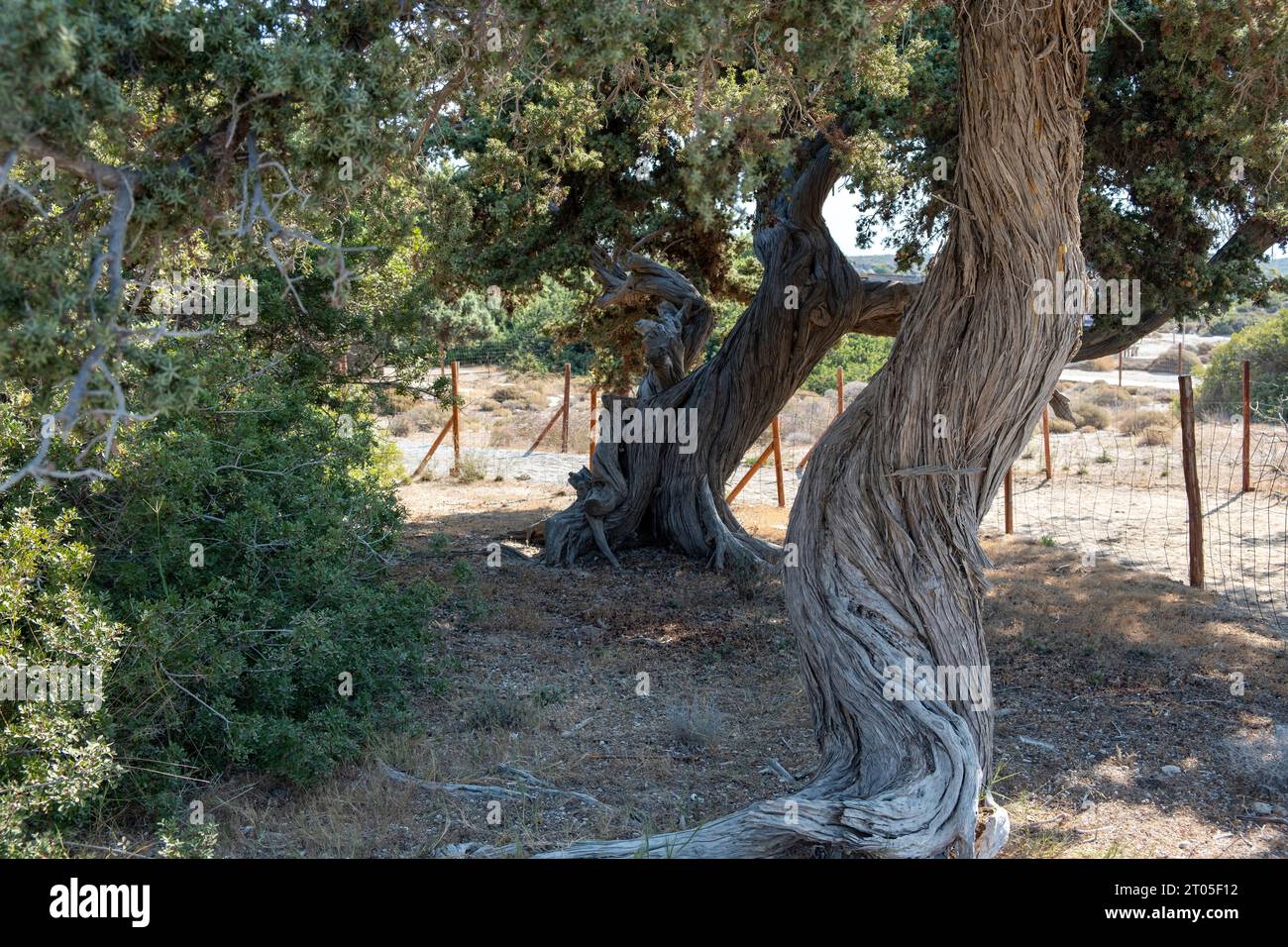 Cedar twisted trunk tree, needle like leaf at Elafonisi island, Crete, Greece. Cedrus evergreen coniferous fresh green plant, sunny day. Vertical Stock Photo
