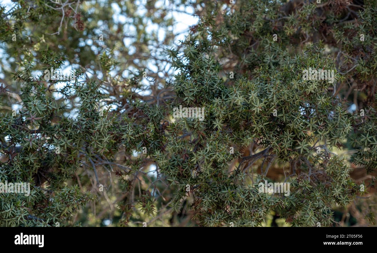 Cedar tree, needle like leaf background. Cedrus evergreen coniferous fresh green plant. Nature environment, blur natural flora, close up view. Stock Photo