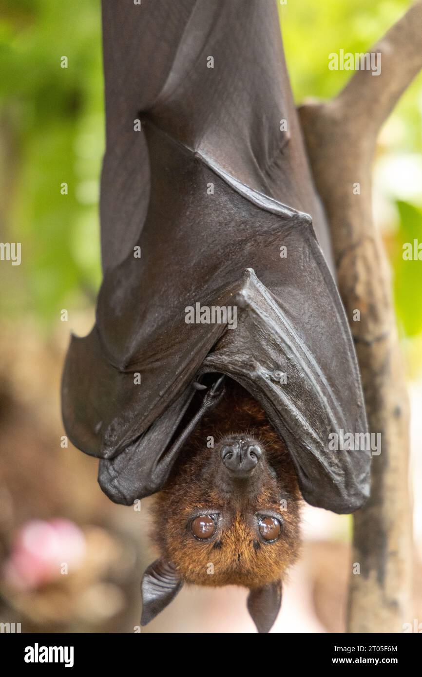 A large flying fox (Pteropus vampyrus) hanging upside down - image ...