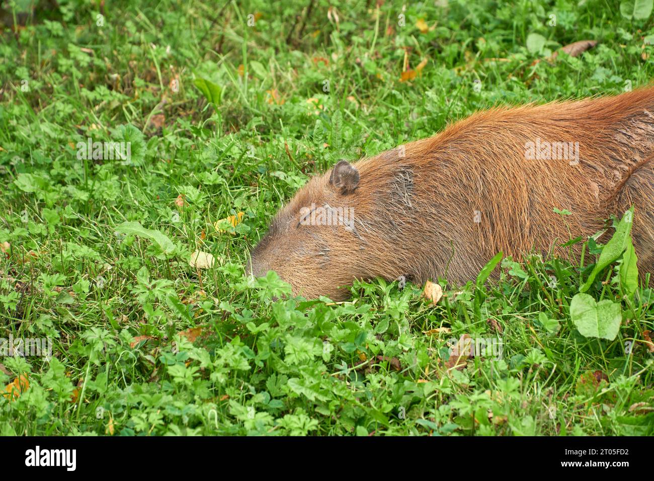 Capybara in an enclosure at Chester zoo, Cheshire, UK Stock Photo Alamy