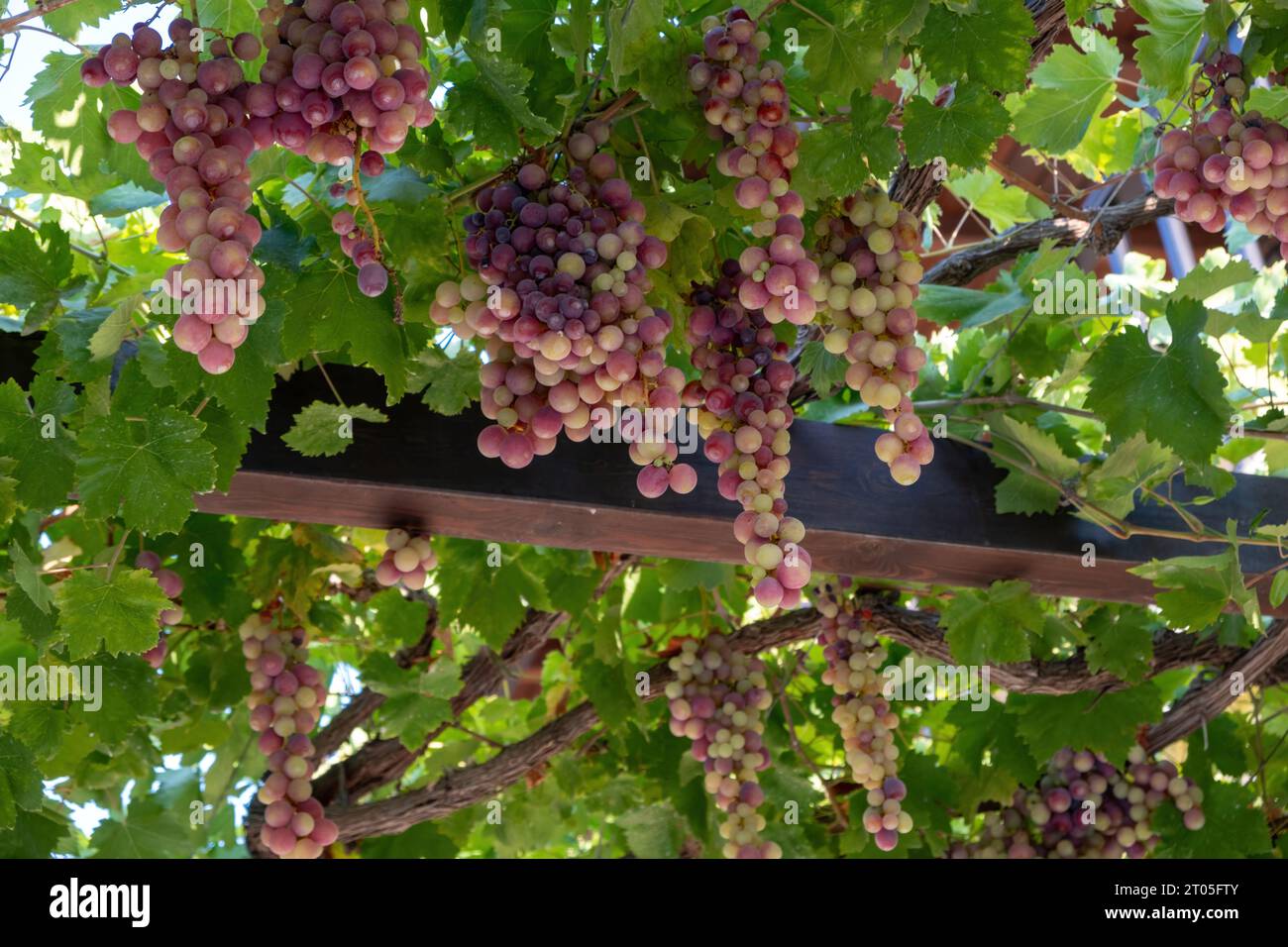 Grape ripe pink skinned hanging at pergola background. Roditis grapevine, traditional arbor Greek variety. Mature fresh healthy fruit. Stock Photo