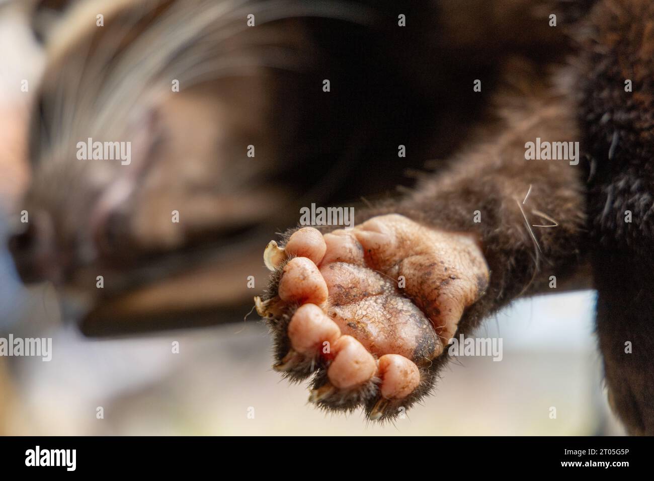Close up of the underside of a sleeping asian palm civet (Paradoxurus hermaphroditus) Stock Photo