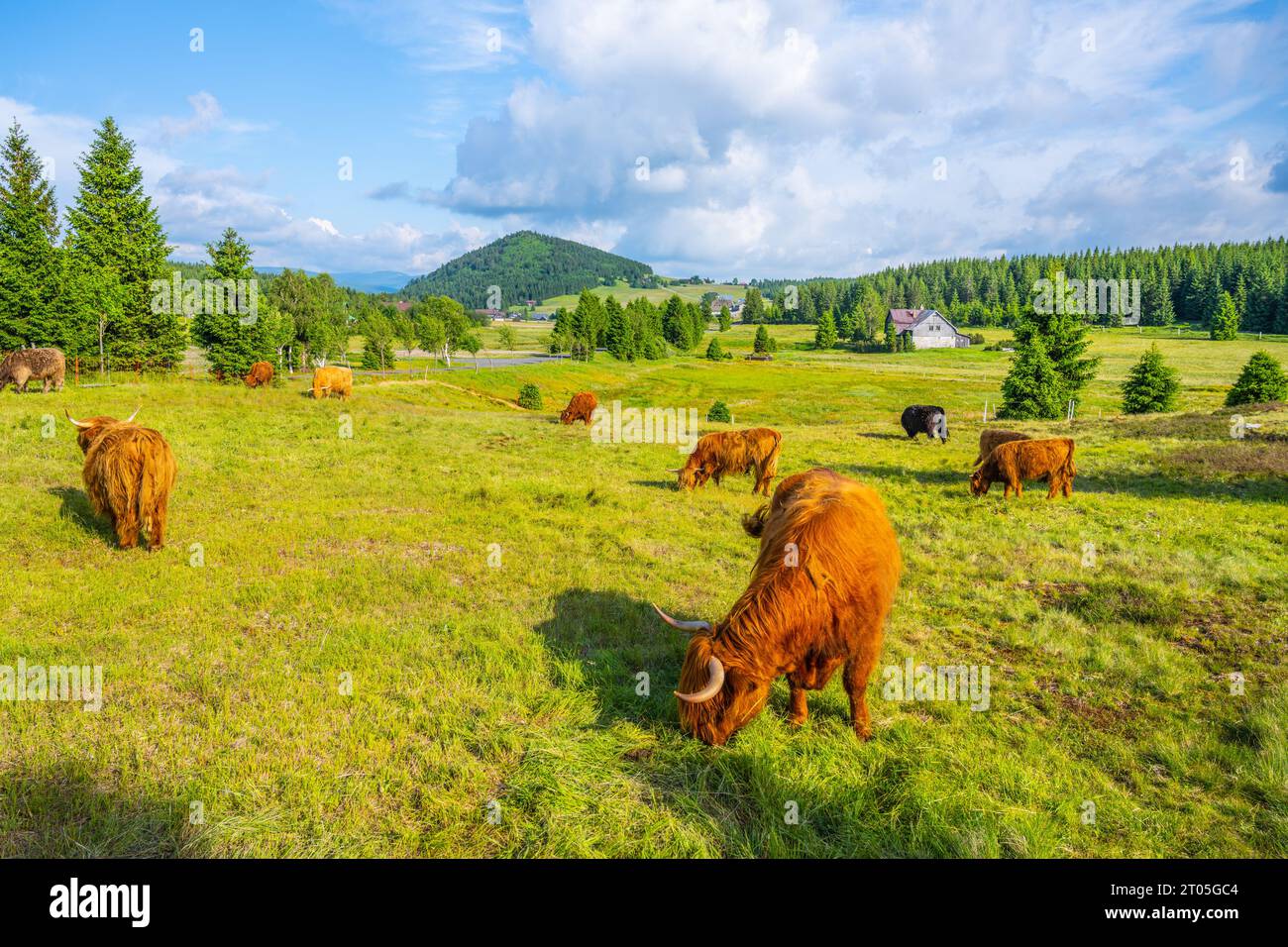 Highland cattle - Scottish breed of rustic cattle in Jizerka village with Bukovec mountain on the background. Jizera Mountains, Czechia Stock Photo