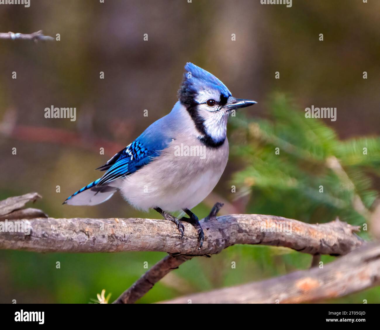 Blue Jay close-up side view perched on a branch with a blur coniferous evergreen trees background in the forest environment and habitat surrounding. Stock Photo