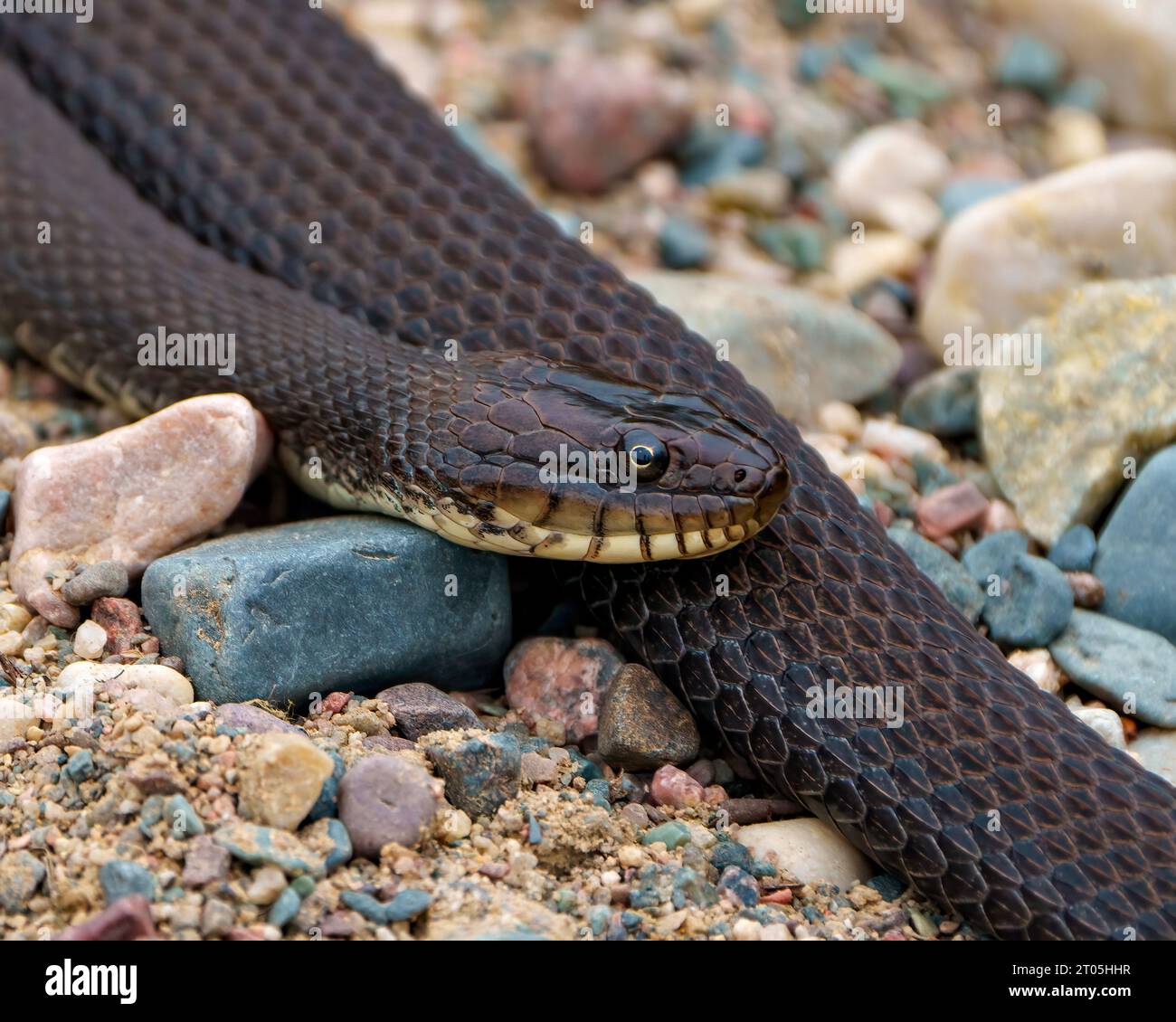 Snake closeup basking in sun on rocks with a blur background in its