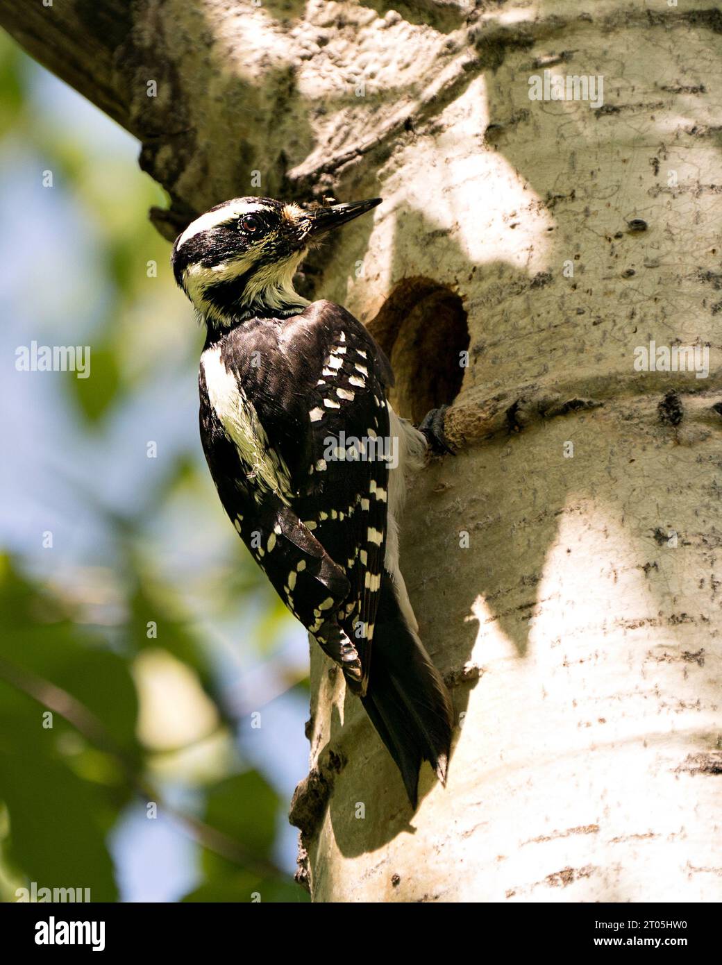 Woodpecker perched by its bird nest house inside tree trunk in its environment and habitat surrounding. Image. Picture. Portrait. Photo. Stock Photo