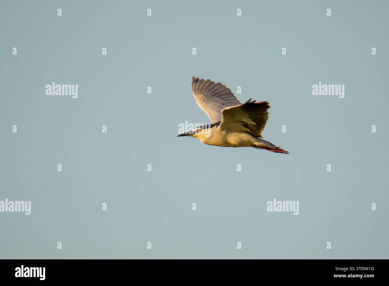 An image of a majestic bird in flight, soaring through the sky Stock ...