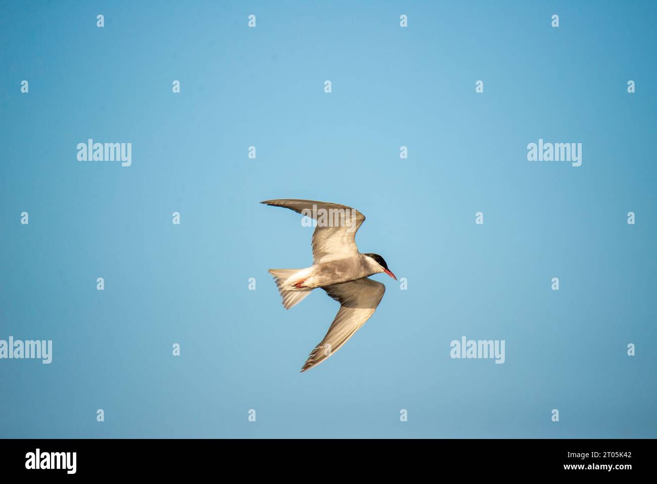 A high-resolution photograph of a large white bird soaring through a ...