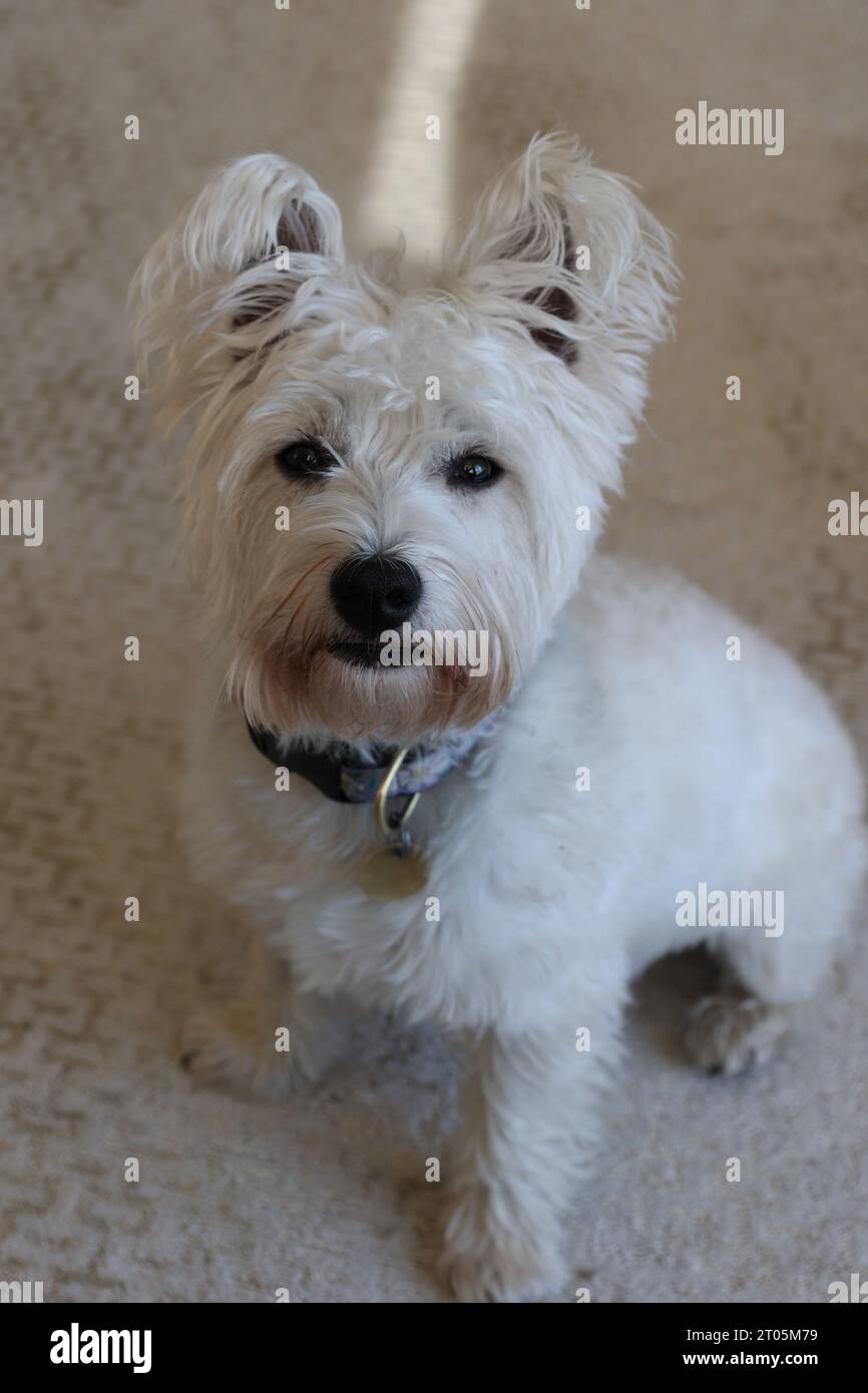 West Highland White Terrier dog indoors Stock Photo