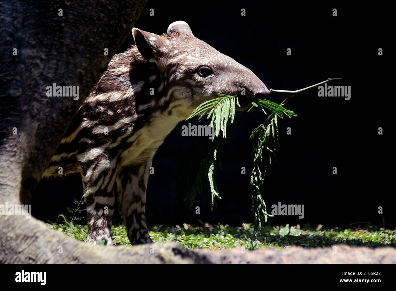 Malang, Indonesia. 4th Oct, 2023. A four-week-old female Brazilian