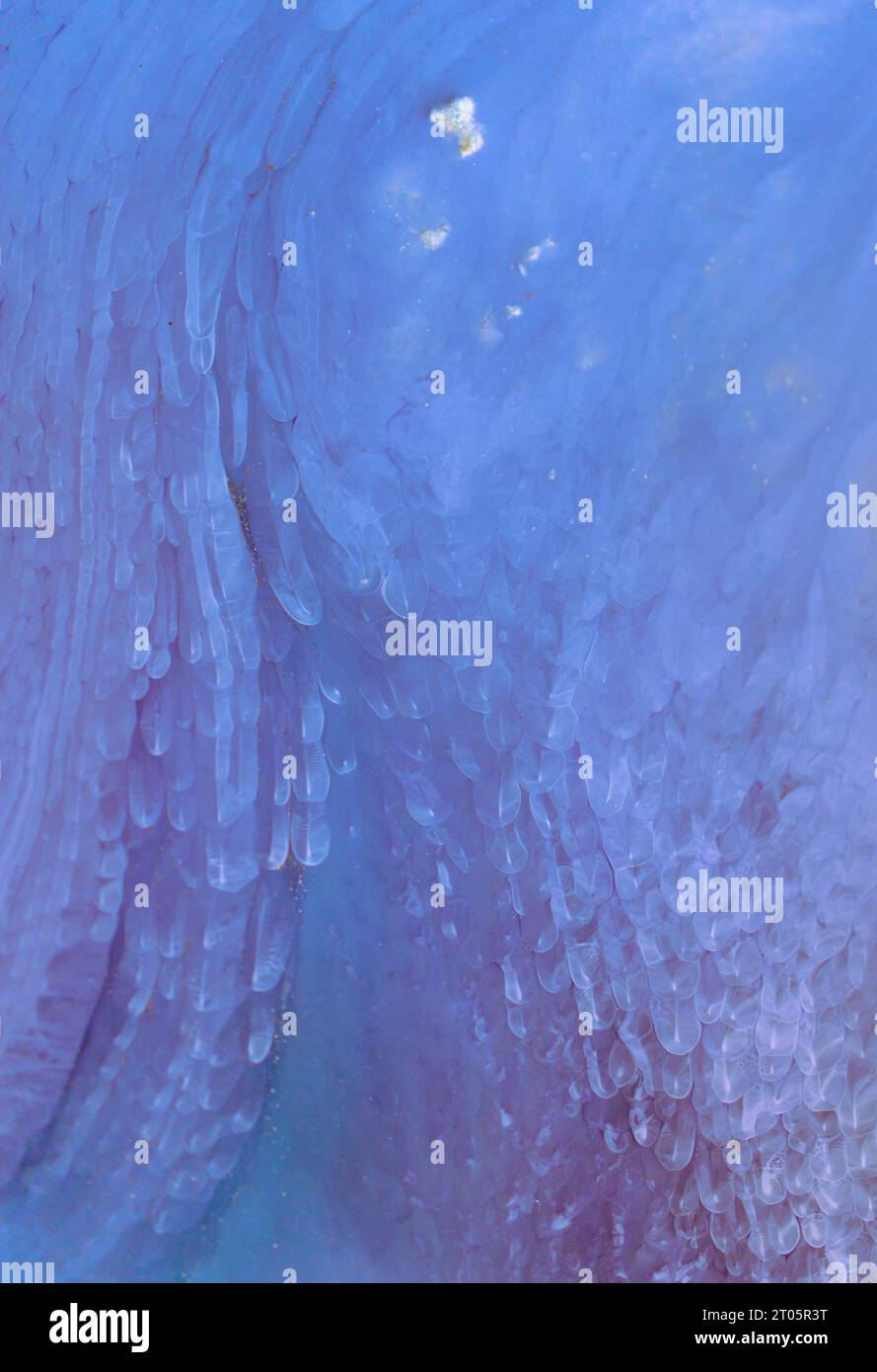 The picture is painted in alcohol ink. Creative abstract artwork made ...