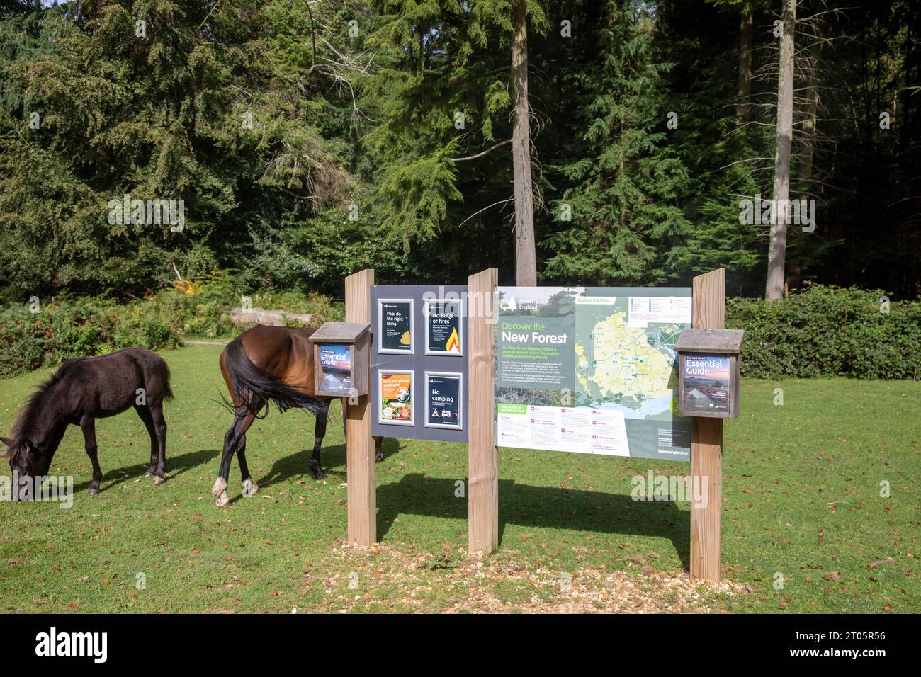 New Forest ponies grazing beside an information board at Wilverley Inclosure,Hampshire,England,UK Stock Photo