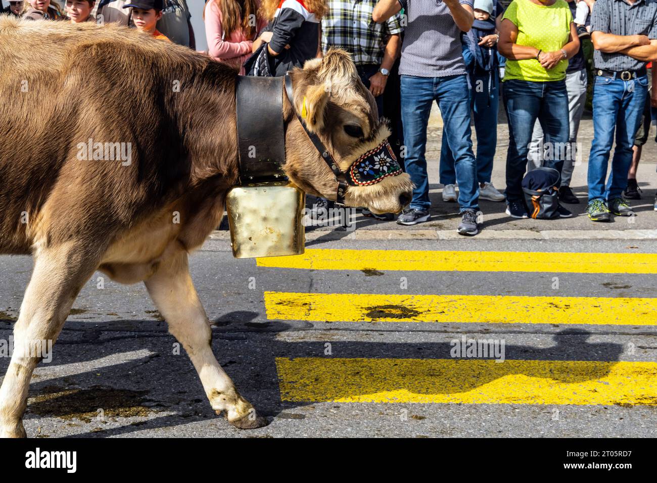 Cows Dressed For The Occasion Descend From The Alpine Pastures To The Kerns Village Where The Cows Dressed For The Occasion Descend From The Alpine Pastures To The Kerns Village Where The