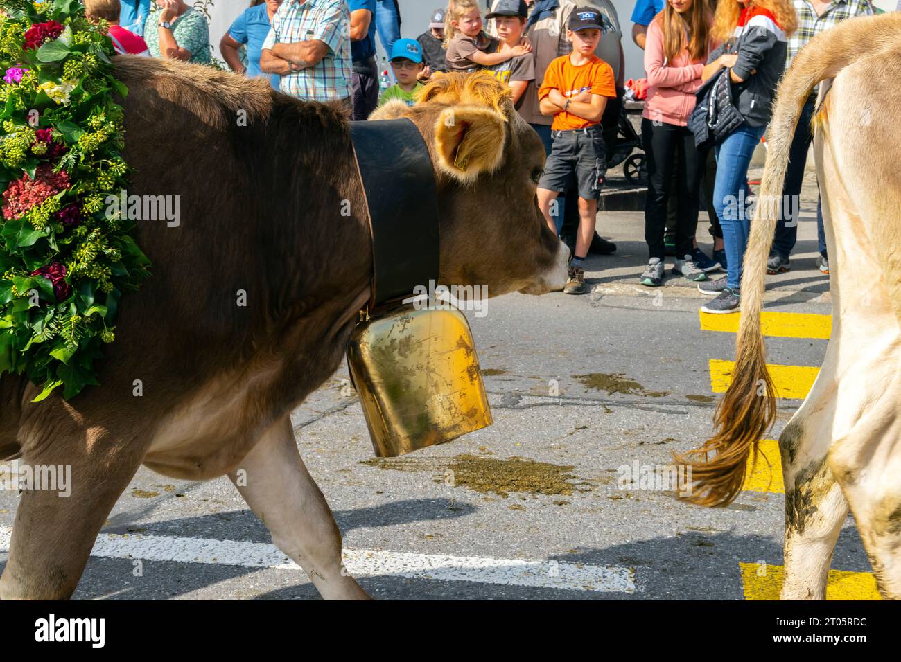 Cows Dressed For The Occasion Descend From The Alpine Pastures To The Kerns Village Where The Cows Dressed For The Occasion Descend From The Alpine Pastures To The Kerns Village Where The