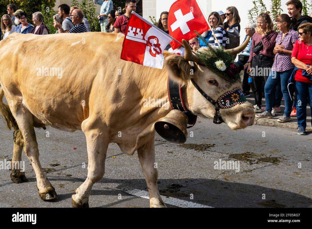 Cows Dressed For The Occasion Descend From The Alpine Pastures To The Kerns Village Where The Cows Dressed For The Occasion Descend From The Alpine Pastures To The Kerns Village Where The