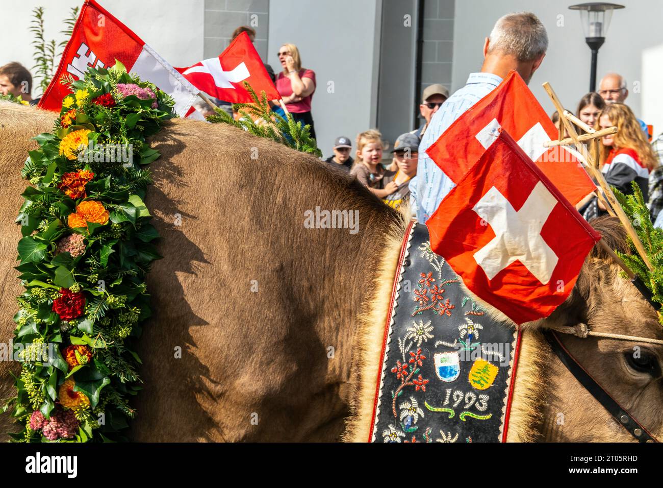 Cows dressed for the occasion, descend from the alpine pastures to the Kerns village where the annual Alpine cow parade takes place. Kerns is a villag Stock Photo