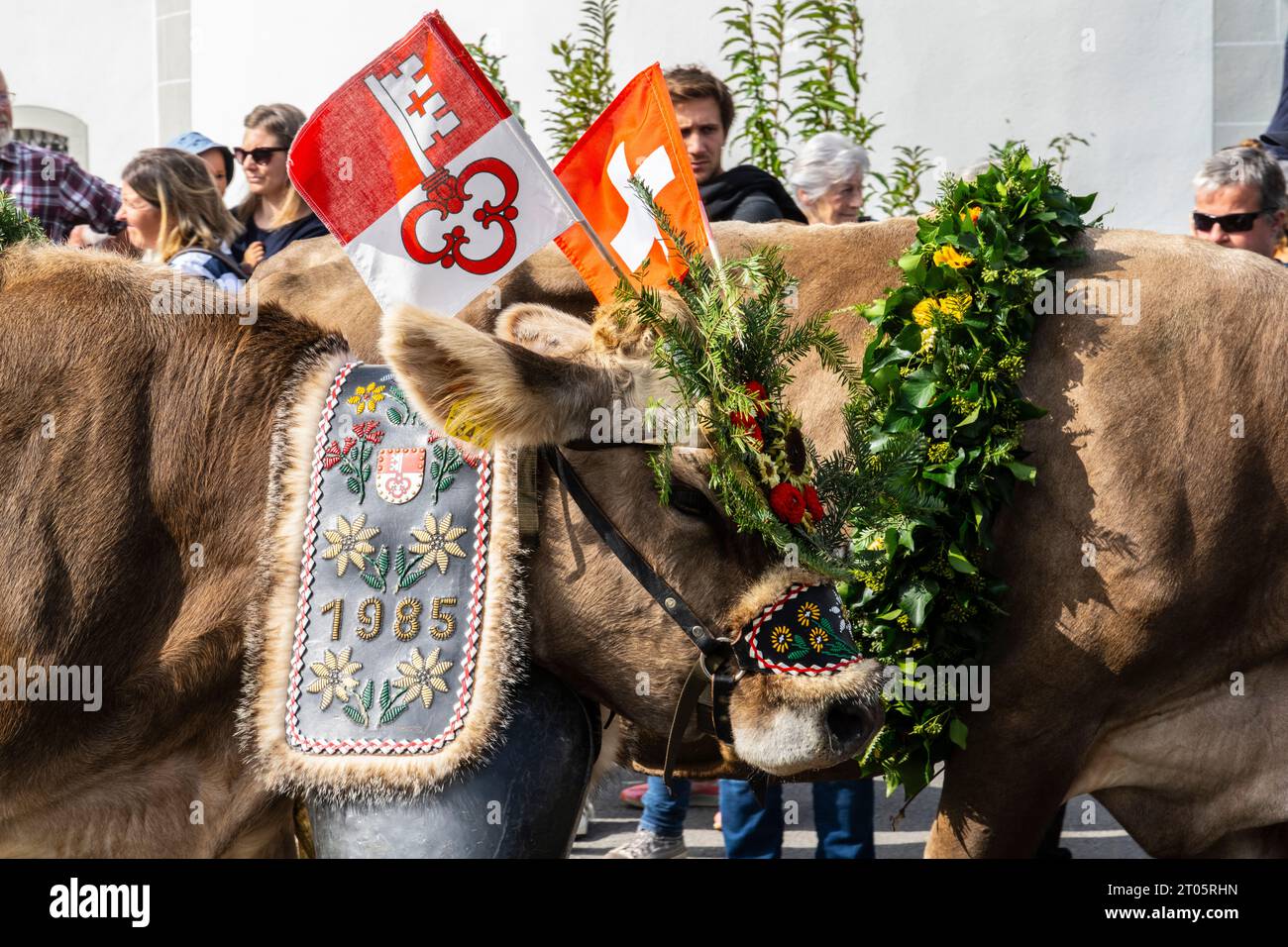 Cows Dressed For The Occasion Descend From The Alpine Pastures To The Kerns Village Where The Cows Dressed For The Occasion Descend From The Alpine Pastures To The Kerns Village Where The