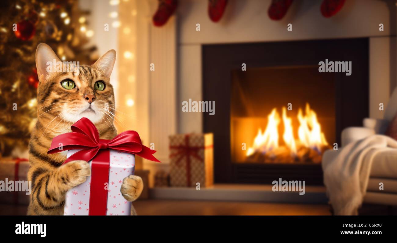 Happy cat holding a Christmas present in her paws. Funny Bengal cat in the background of the living room. Christmas card or invitation. Stock Photo