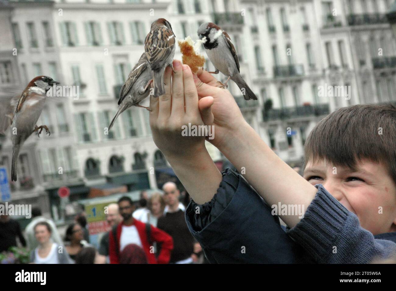 Parijs paris frankrijk france.Little boy feed the births with bread. vvbvanbree Stock Photo