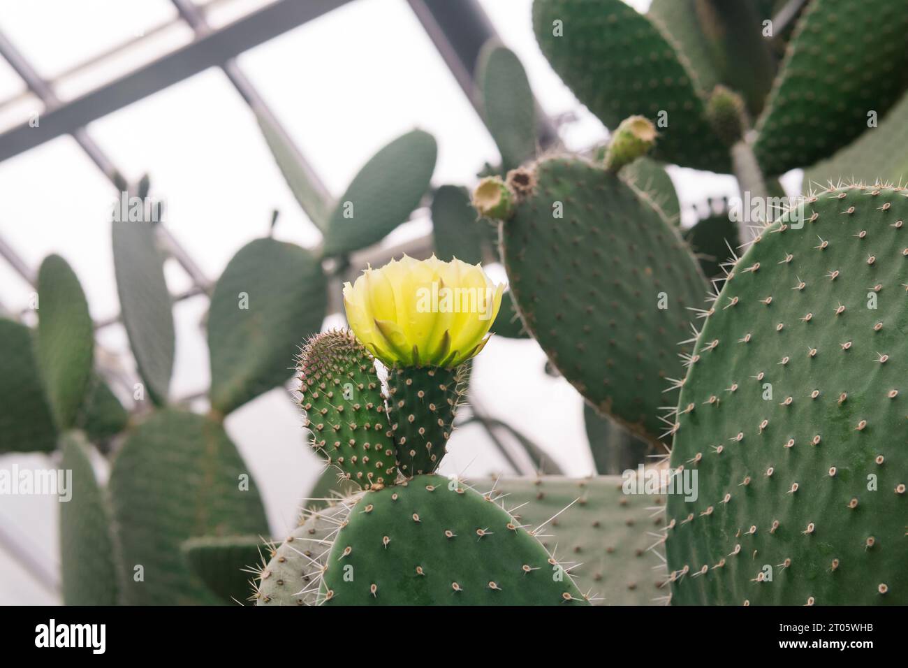 young prickly pear cactus leaves with yellow flower Stock Photo
