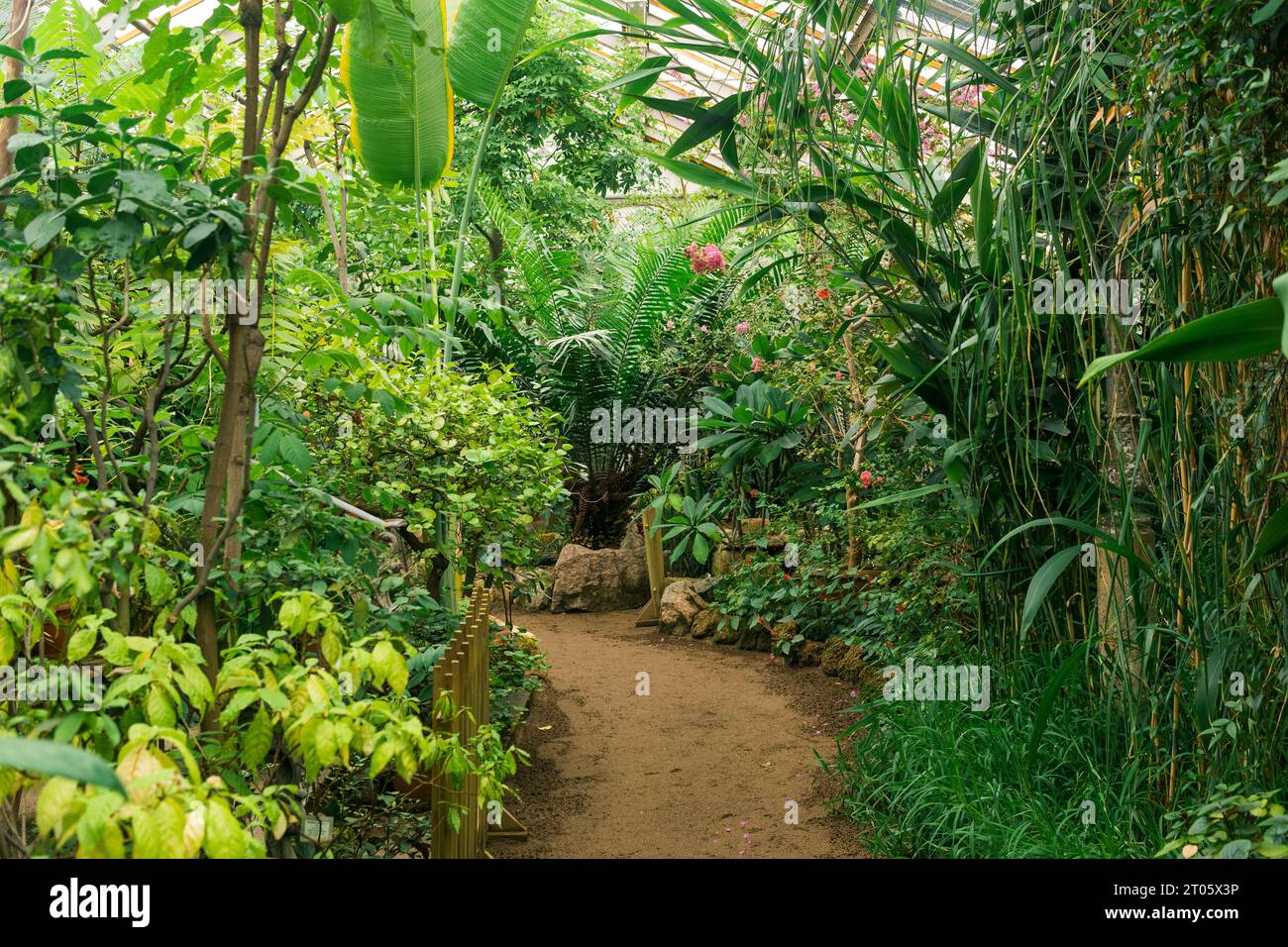 interior of a large greenhouse with flowering tropical plants Stock ...