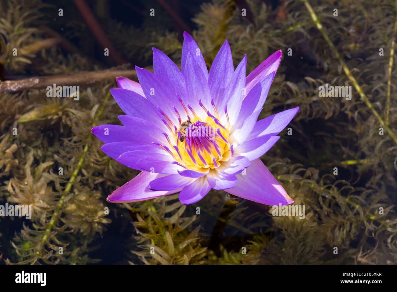 Honey bee pollinating a water lily blossom Stock Photo - Alamy