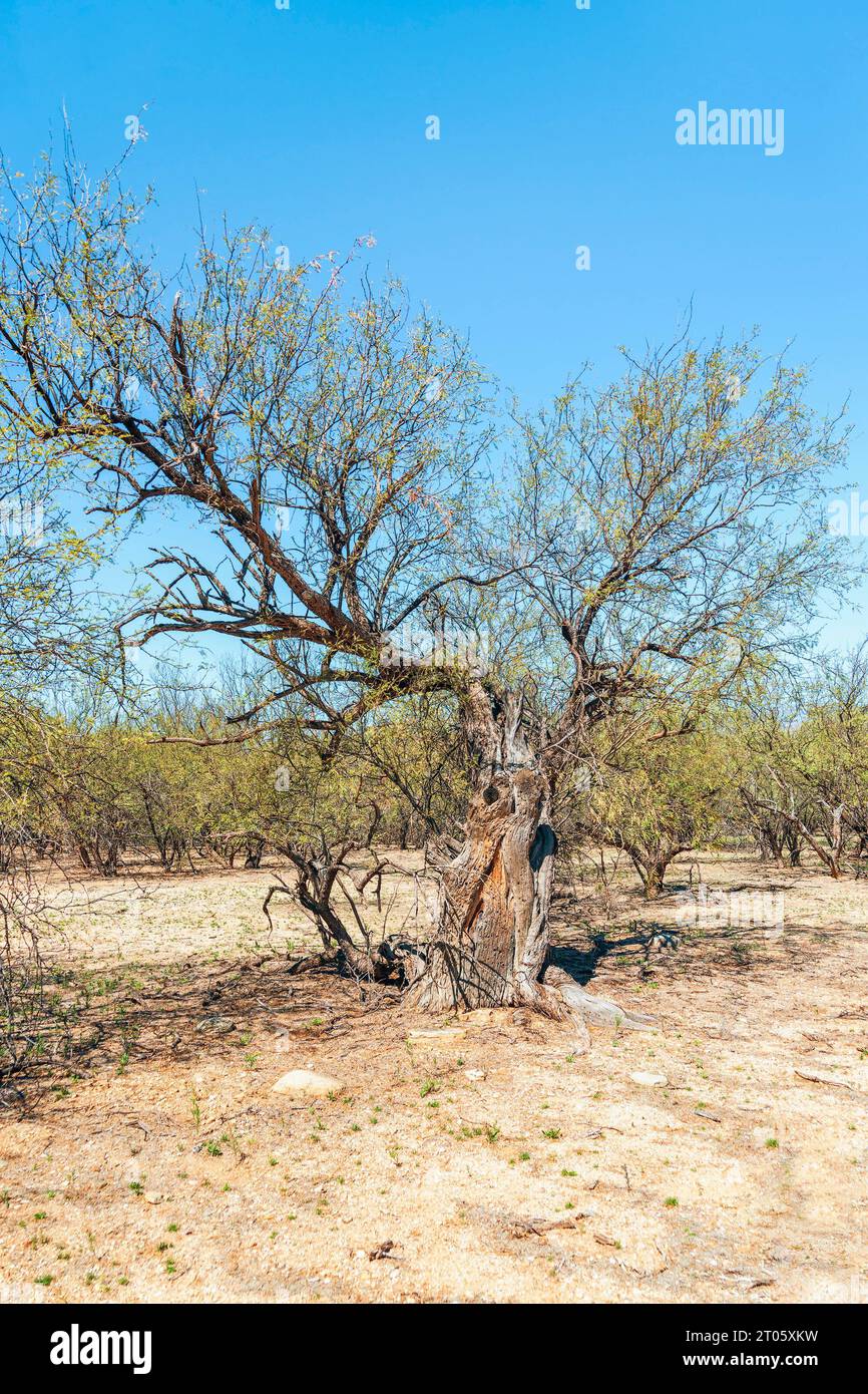 Velvet Mesquite (Prosopis velutina) with new foliage in early spring. Rincon Mountain District. Saguaro National Park. Arizona. USA Stock Photo