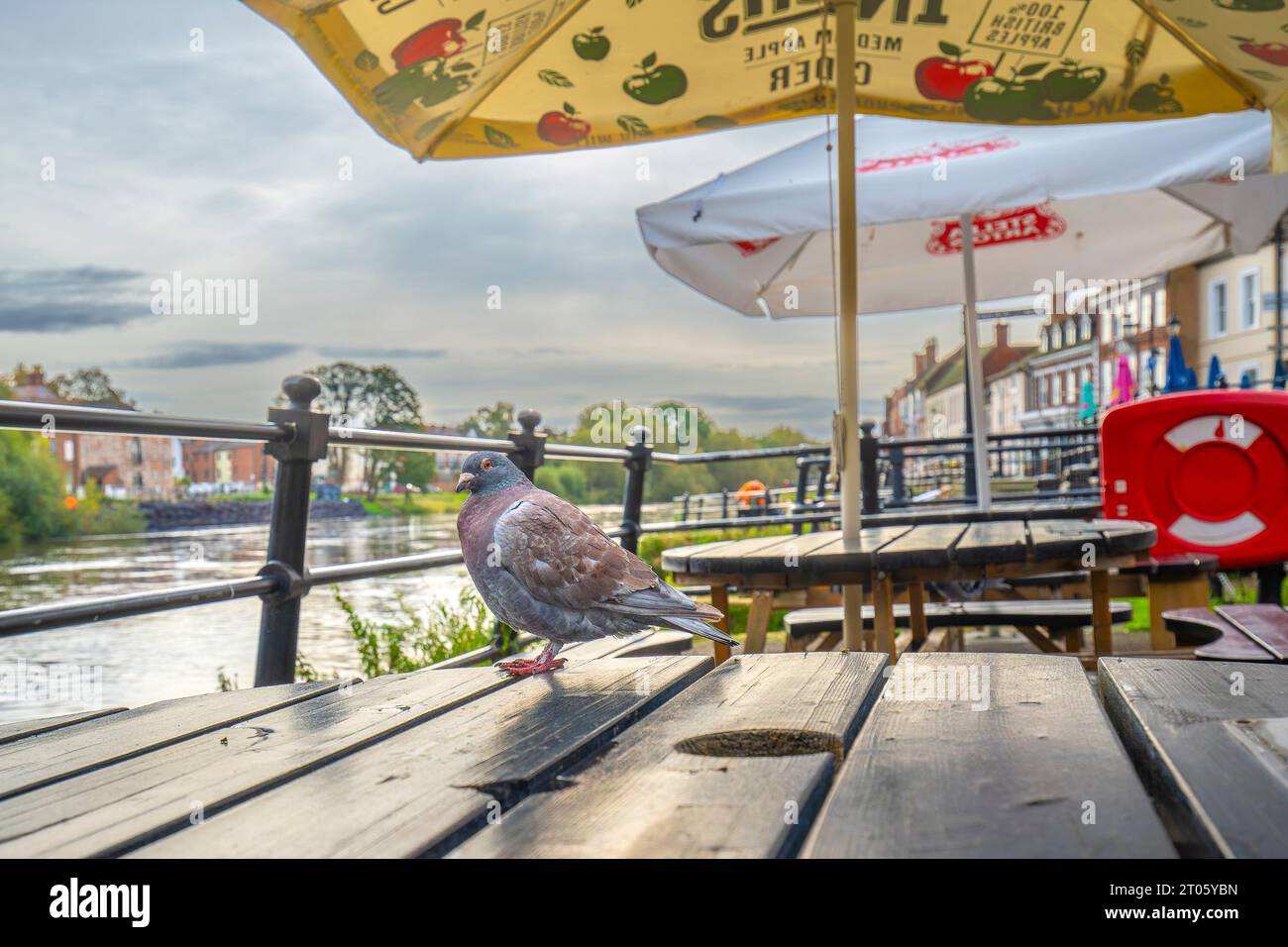 Close up of wild, feral pigeon bird standing on deserted cafe bar table outside by the picturesque River Severn in rural Bewdley, Worcestershire, UK. Stock Photo