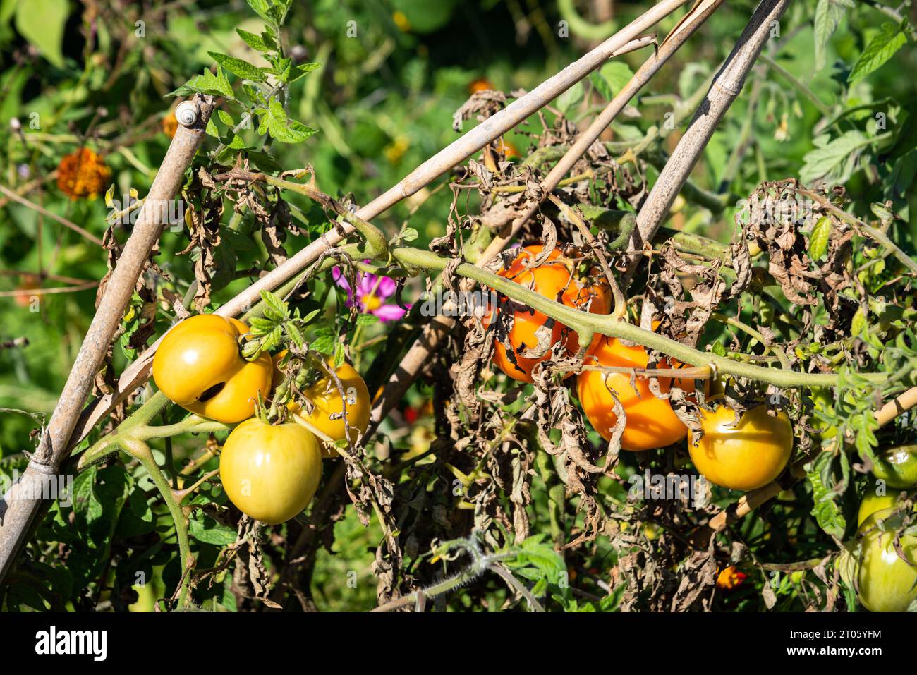 Beefsteak tomatoes ripening in the garden in the sun. Consume local, harvest season concepts. Healthy imperfect untreated homegrown vegetables Stock Photo