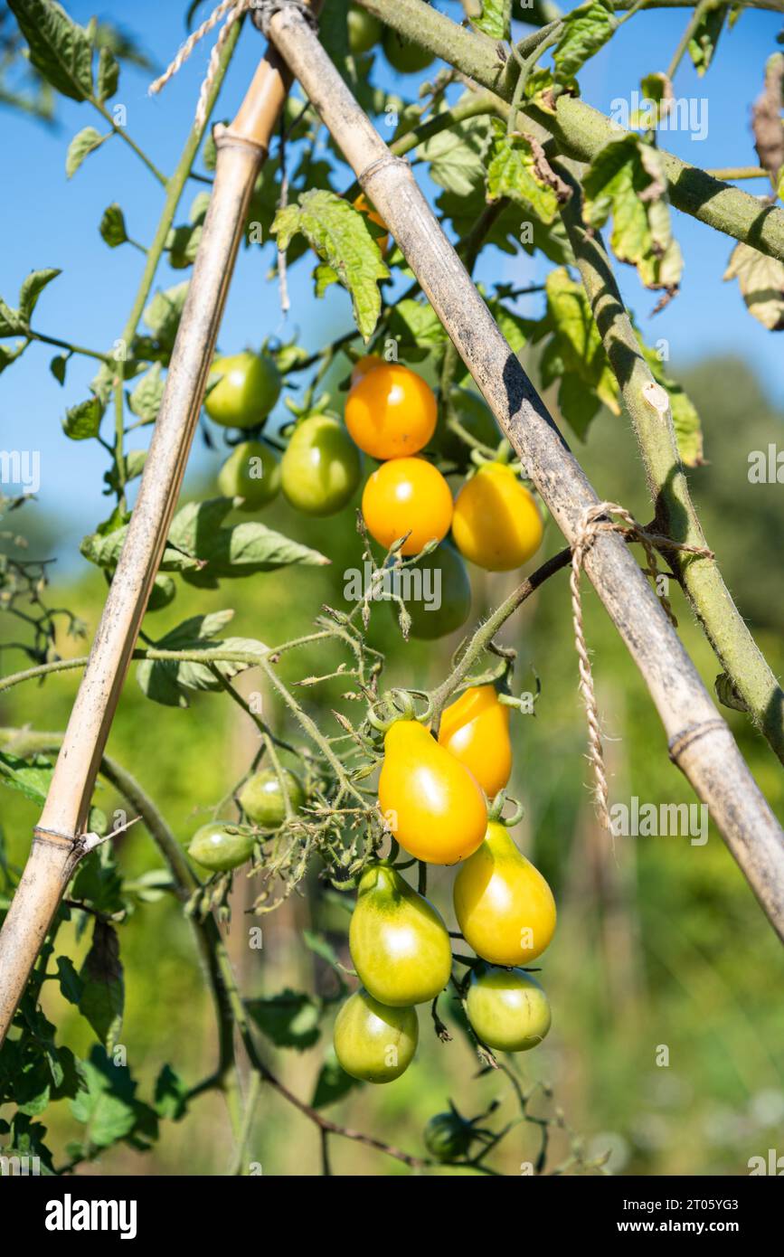 Organic Pear yellow tomatoes or Teardrop tomatoes, ripening in the garden in the sun. Consume local, harvest season concepts. Healthy imperfection Stock Photo