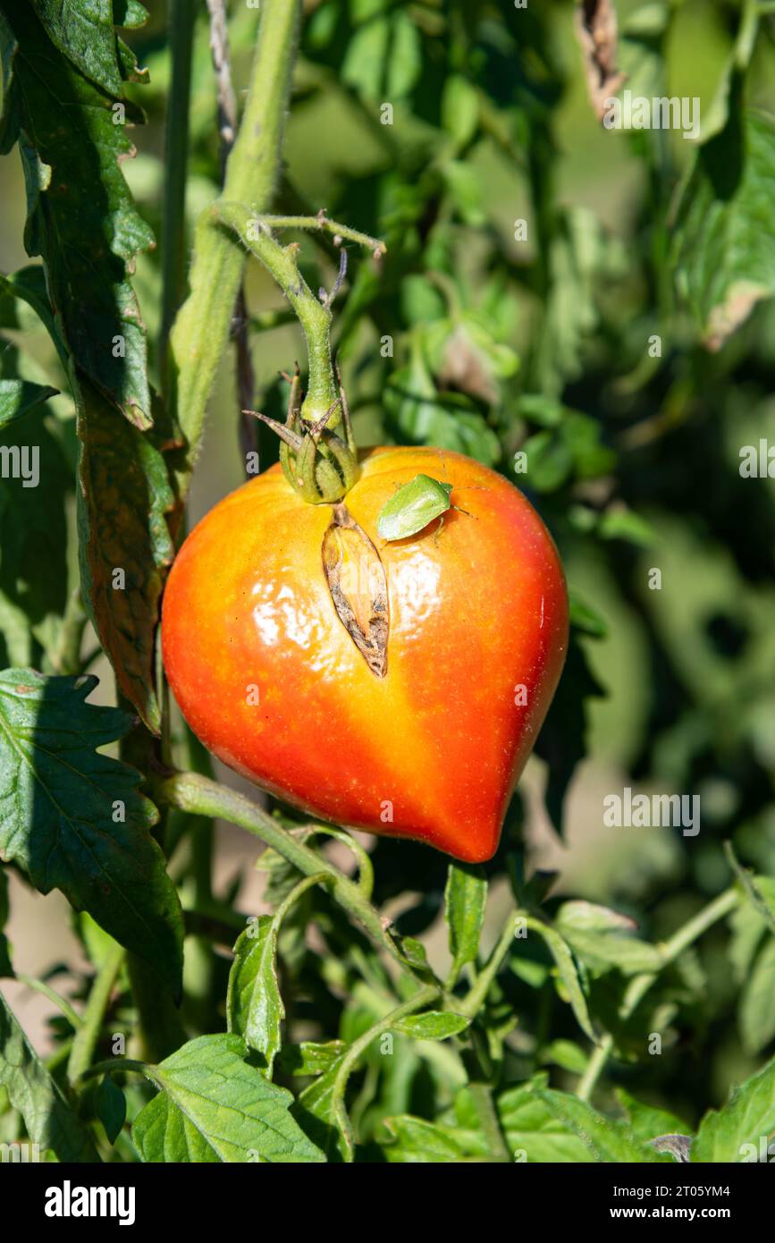 Heart Shape Insect Green stink bug over heart shaped tomato ripening in the garden. Pest ...