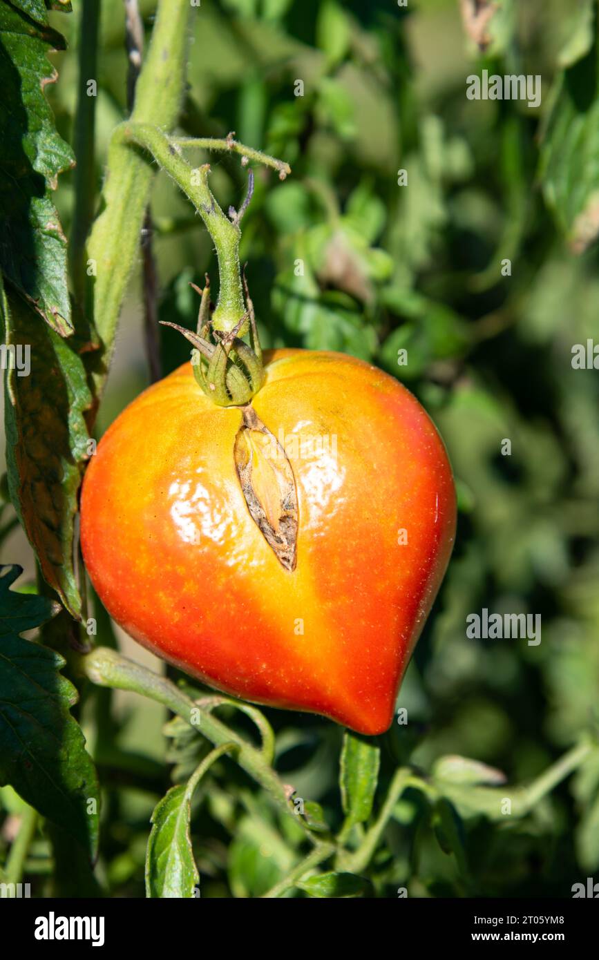 Hungarian heart tomato ripening in the garden in the sun. Consume local, harvest season concepts. Healthy imperfect untreated homegrown vegetables Stock Photo