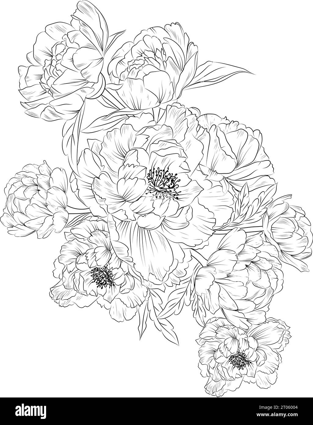Japanese peony flower drawing, line drawing Japanese peony flower