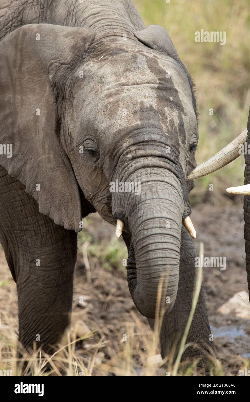 Mother and cub of African savanna elephant drinking water from an African savanna water spring at first light of day Stock Photo