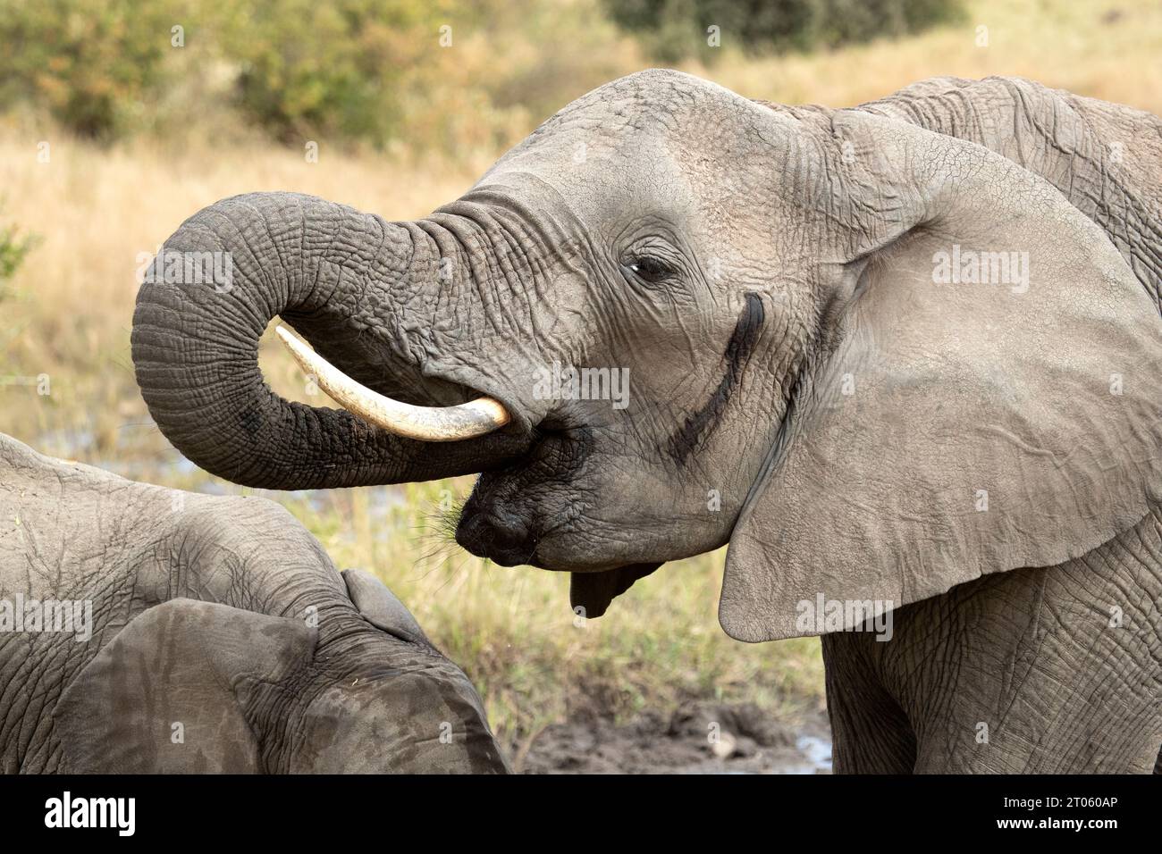 Mother and cub of African savanna elephant drinking water from an African savanna water spring at first light of day Stock Photo