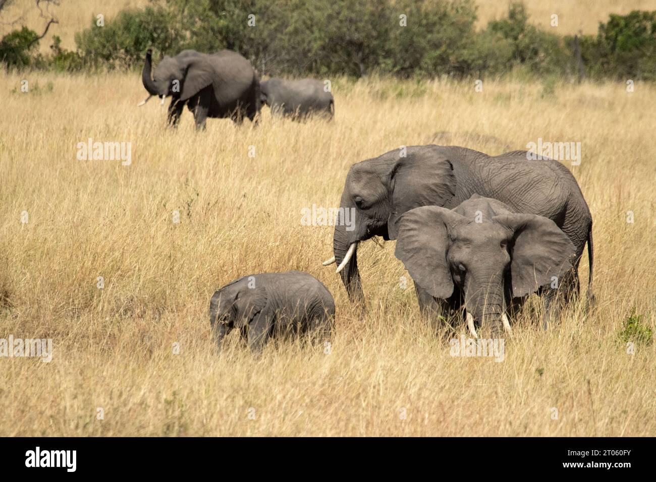Savanna grasses hi-res stock photography and images - Alamy