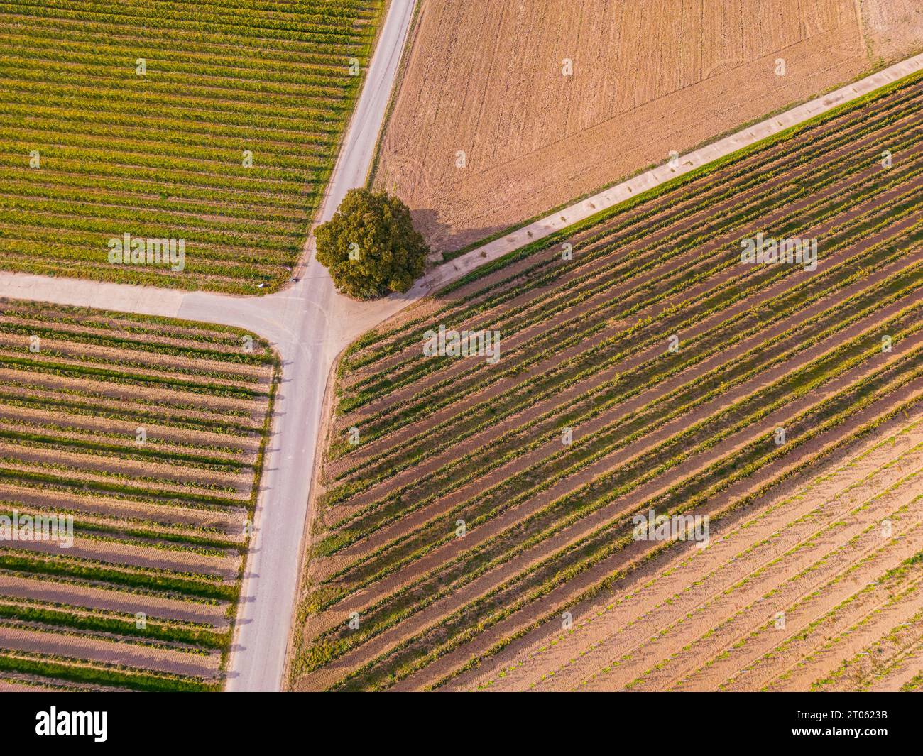 Rural area field paths with tree and rows of vines in a vineyard area Stock Photo