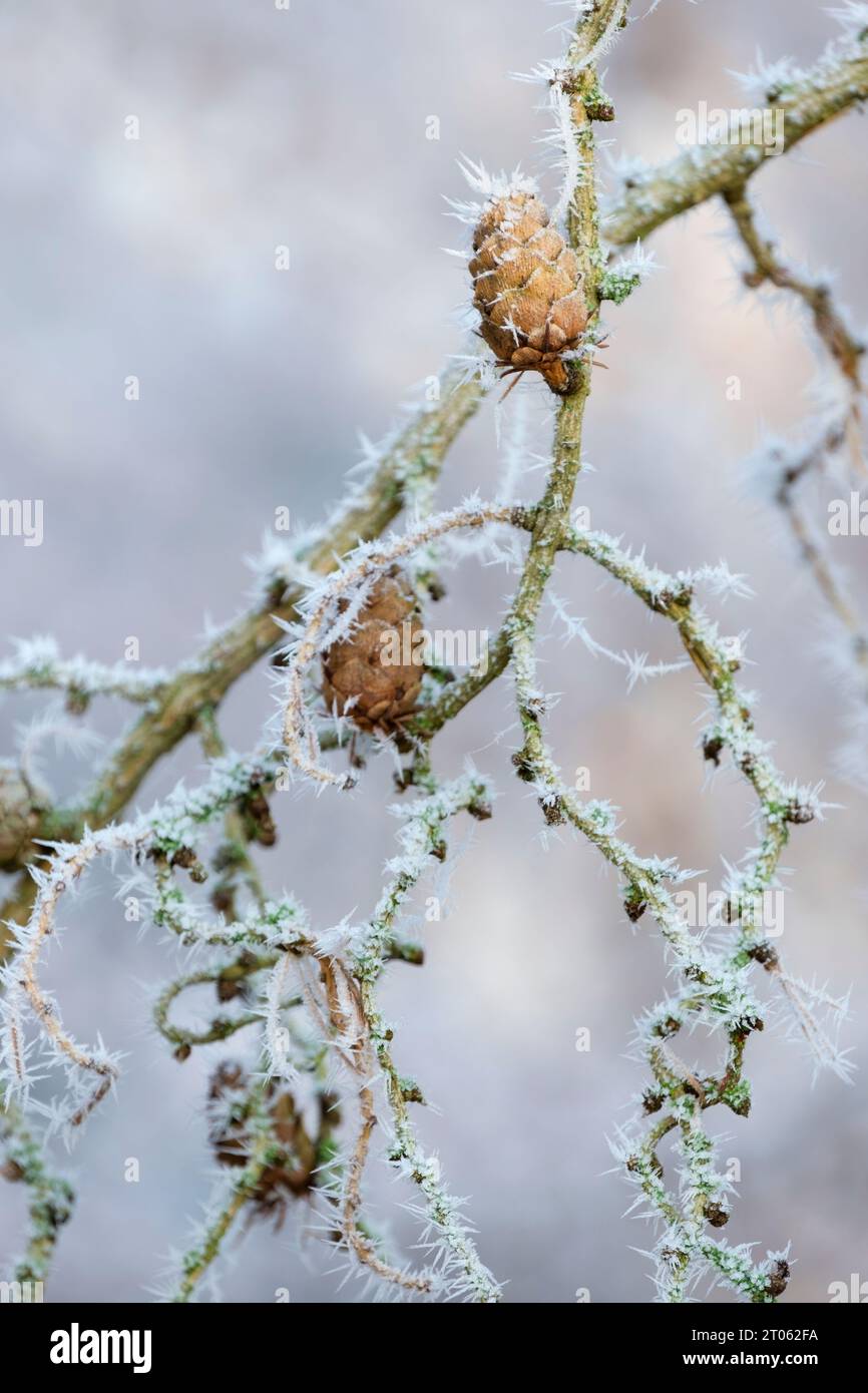 Larix decidua Horstmann's Recurved, European larch, frost covered cones in mid-winter Stock Photo