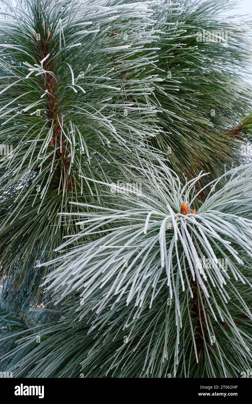 Pinus montezumae Sheffield Park, Mexican pine, Montezuma Pine, frost covered needles in mid-winter Stock Photo