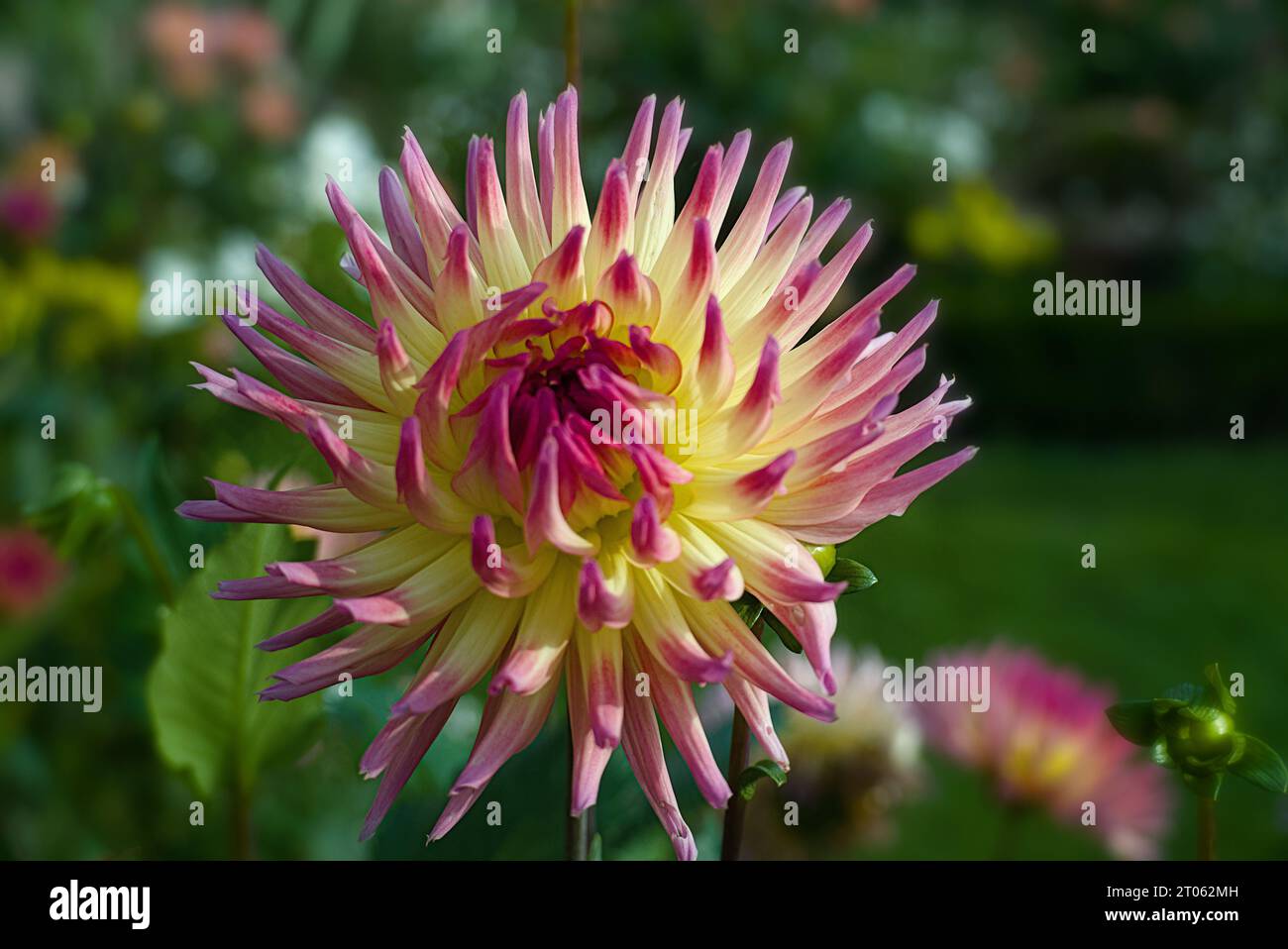 Dinner plate dahlia hi-res stock photography and images - Alamy